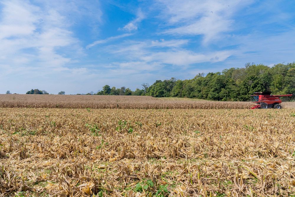Aaron Lee harvests popcorn on his farm in Salem, IN Sept. 30, 2021.