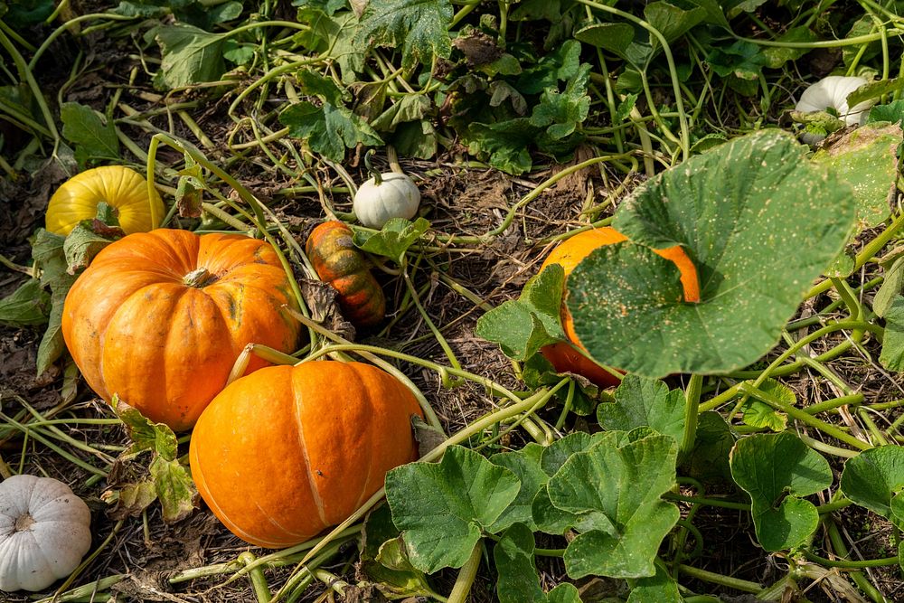 Pumpkins grow at Cornucopia Farm in Scottsburg, IN on Sept. 30, 2021.