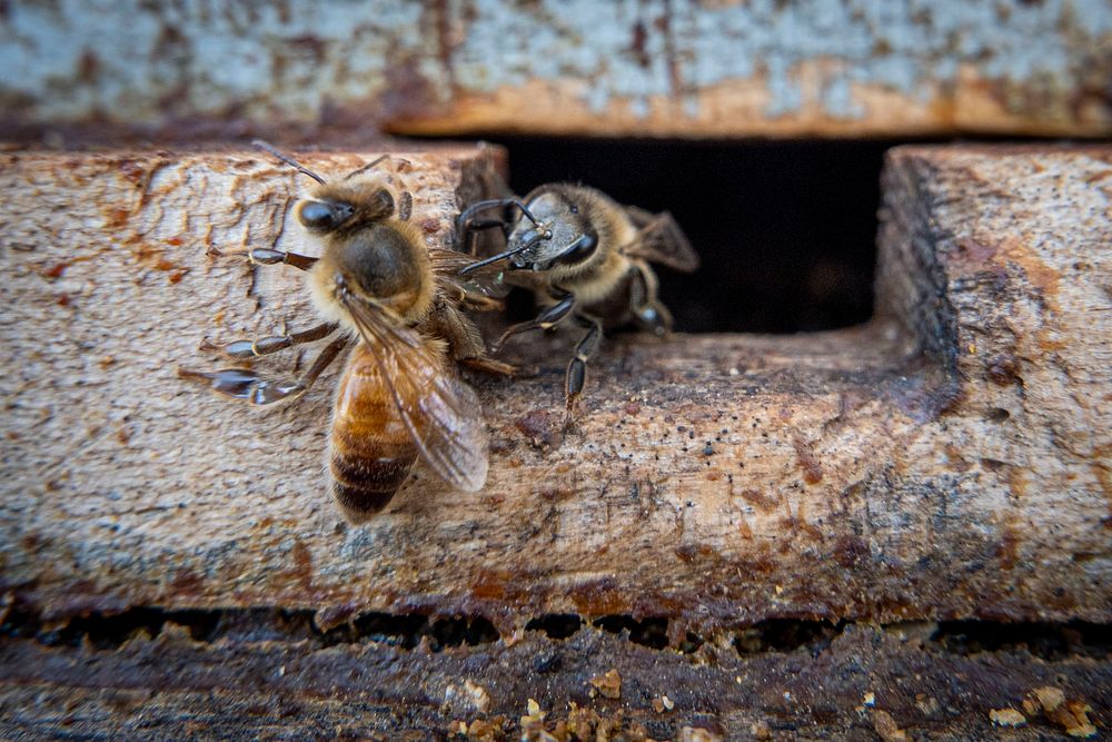 Honey bees are seen leaving the hives. Original public domain image from Flickr