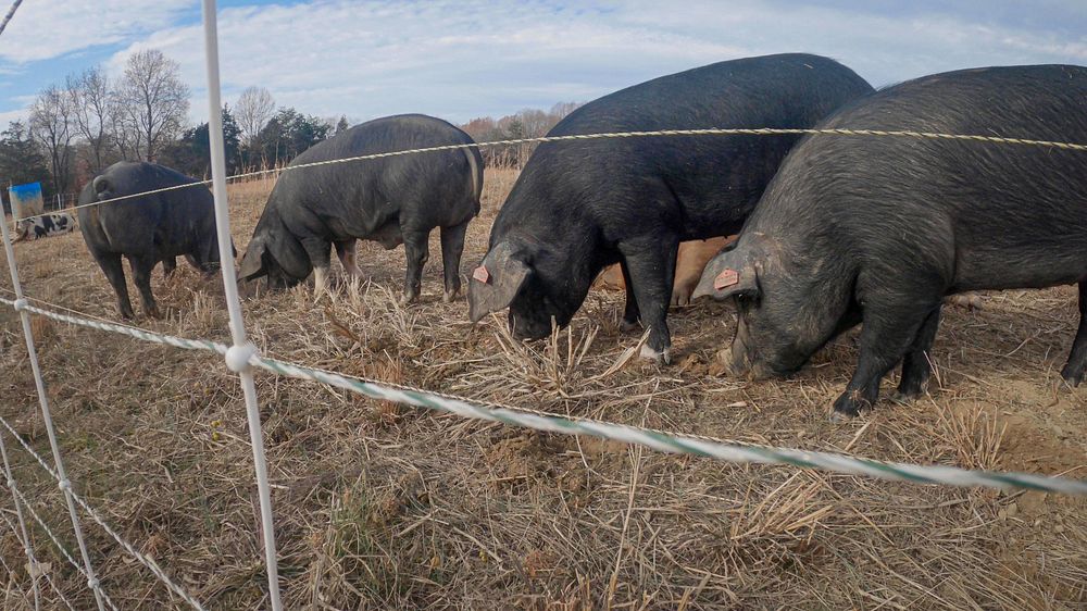 Pasture-raised hogs on Bowling Green Farms (@BGFarmSOMD) in Bryantown, Maryland.