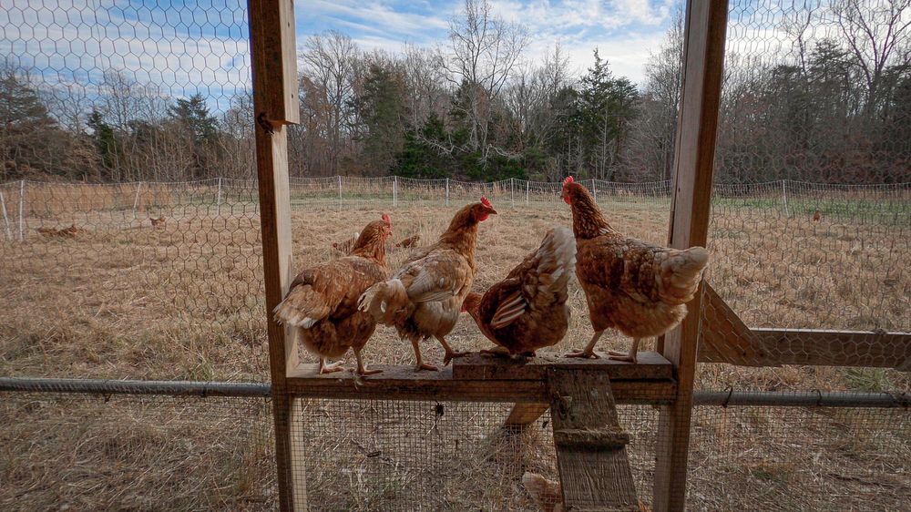 Pasture-raised Red Sexlink Hens on Bowling Green Farms (@BGFarmSOMD) in Bryantown, Maryland.