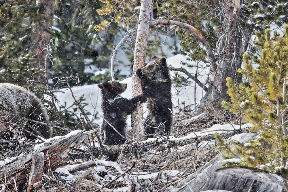 Playful grizzly bear cubs.