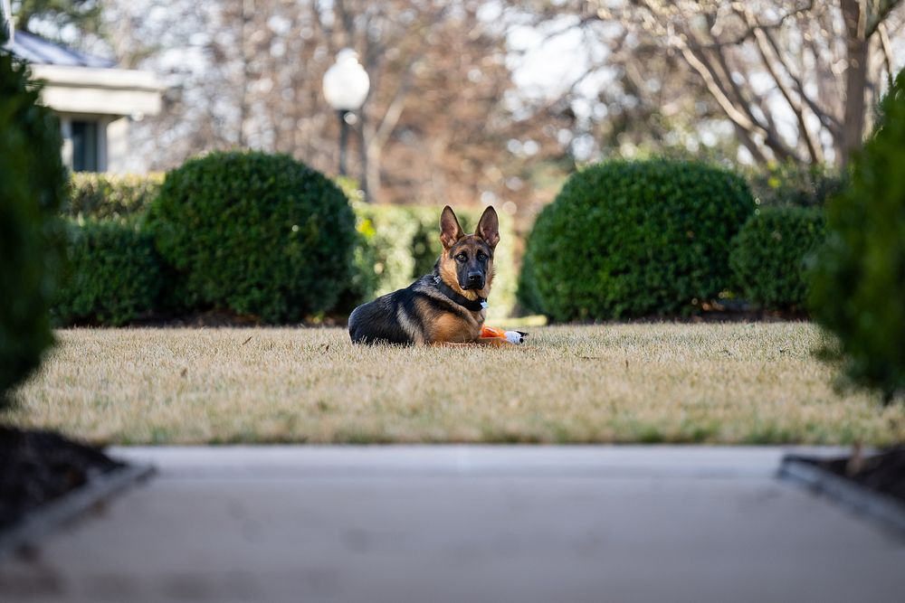 Biden family dog Commander plays in the Rose Garden, Wednesday, February 23, 2022, at the White House. (Official White House…
