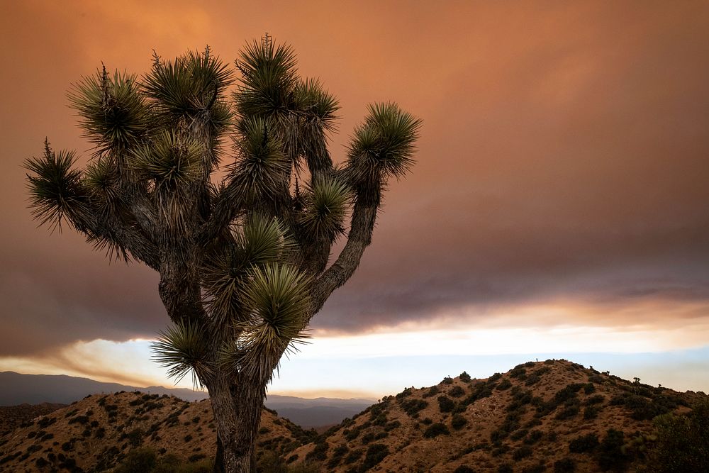 A Joshua tree against a sky filled with smoke from the Apple Fire
