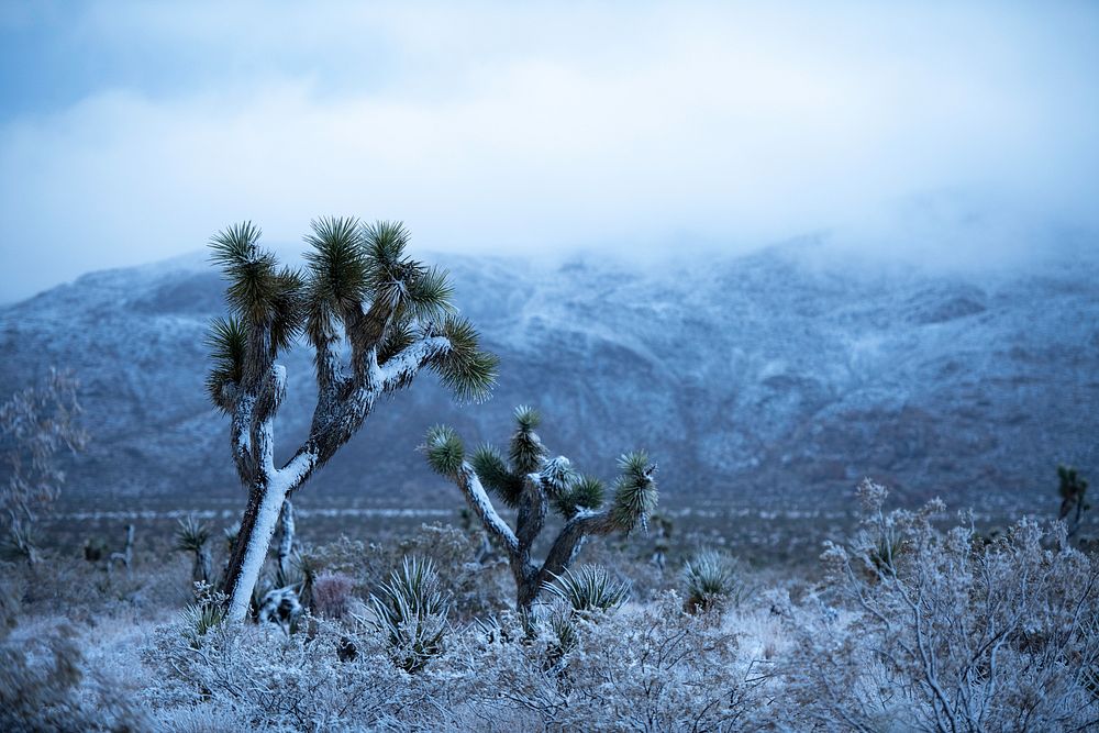 Mist and snow over Joshua trees and mountains
