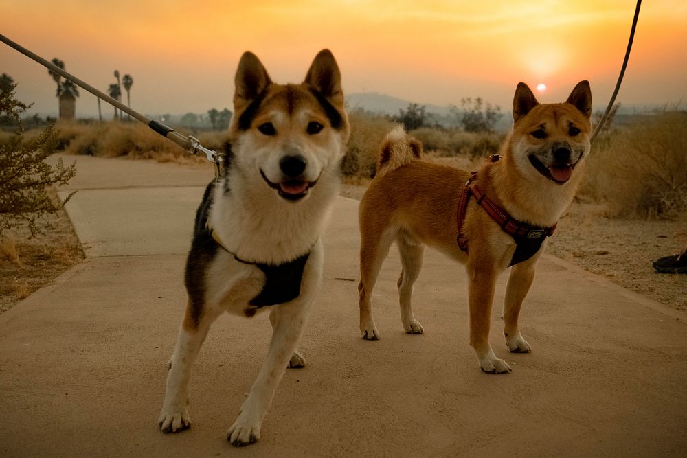 Two dogs on the Oasis of Mara nature walk