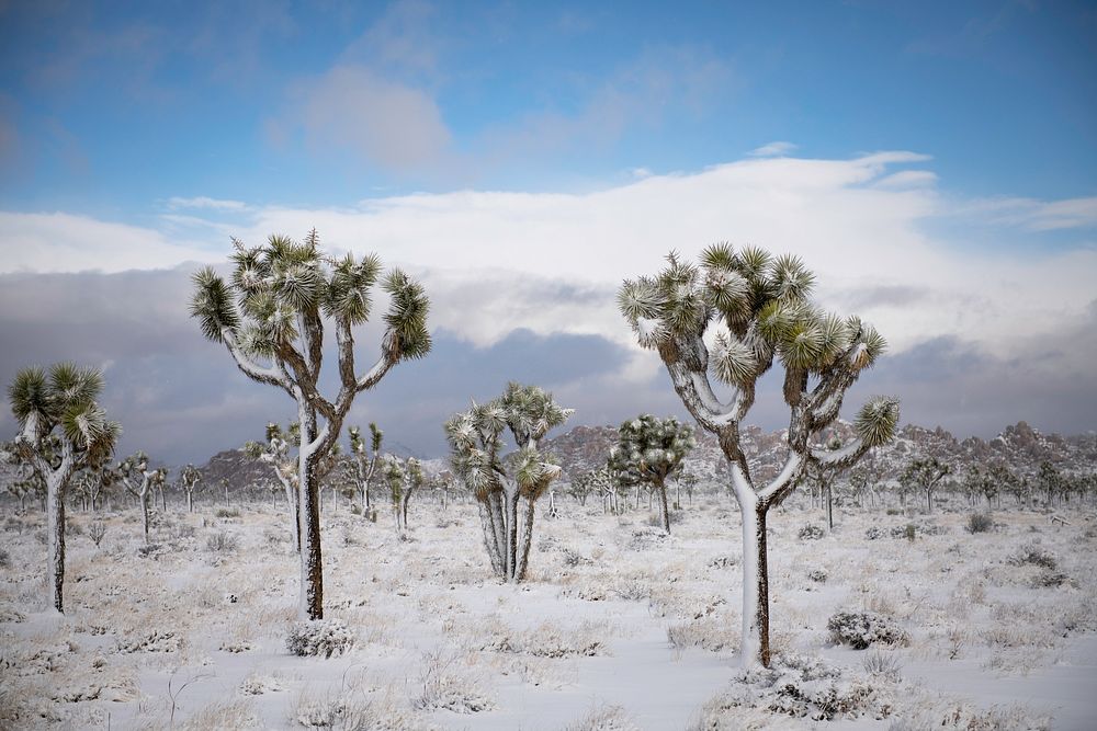 Snow over a field of Joshua trees in Lost Horse Valley