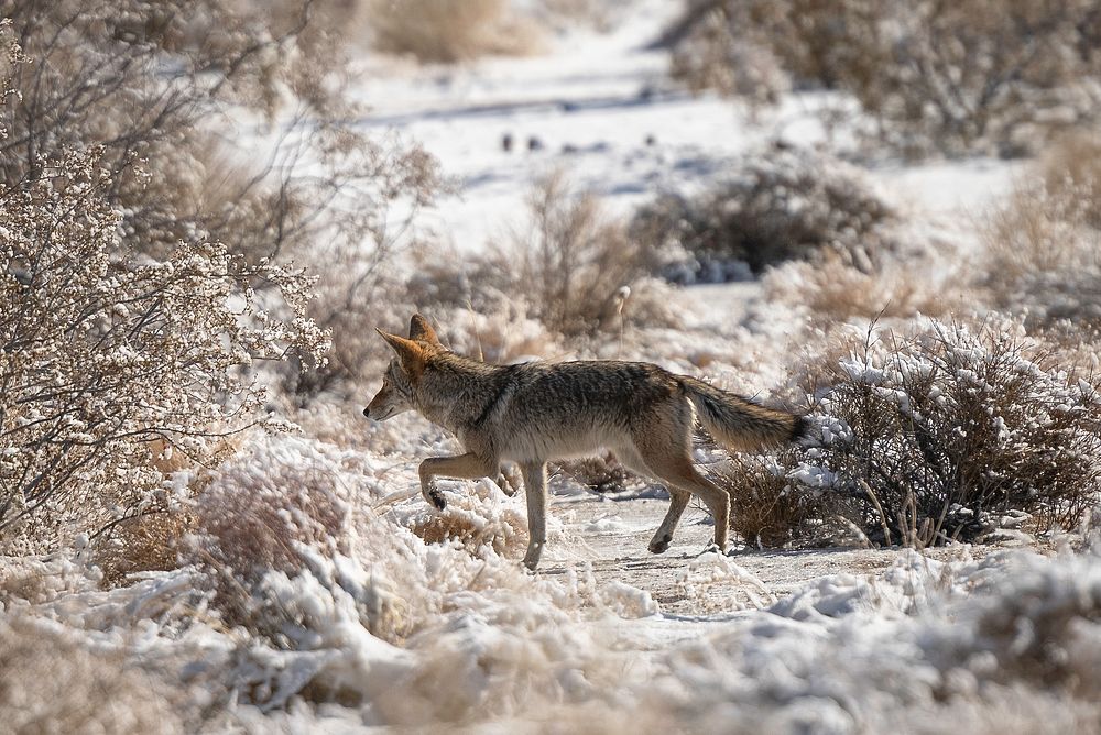 Coyote (Canis latrans) in the snow