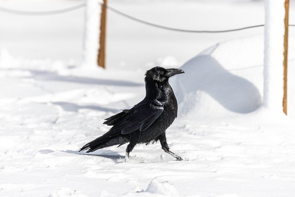 Raven (Corvus corax) playing in the snow at Barker Dam Trail