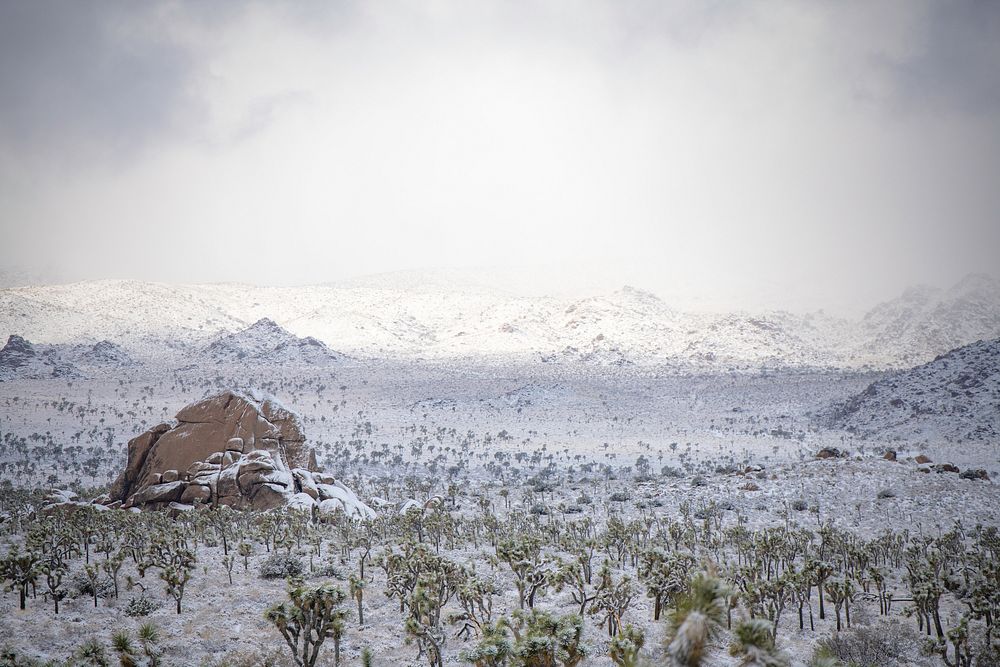 Snow over a field of Joshua tree under cloudy skies