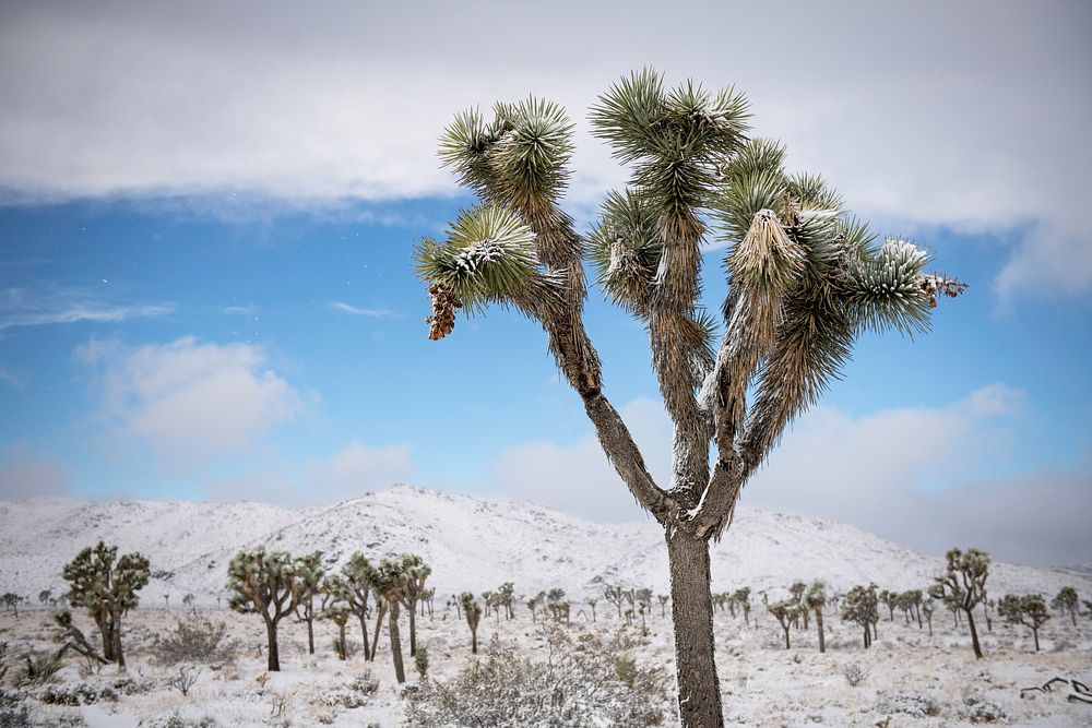 Snow over a field of Joshua trees in Lost Horse Valley