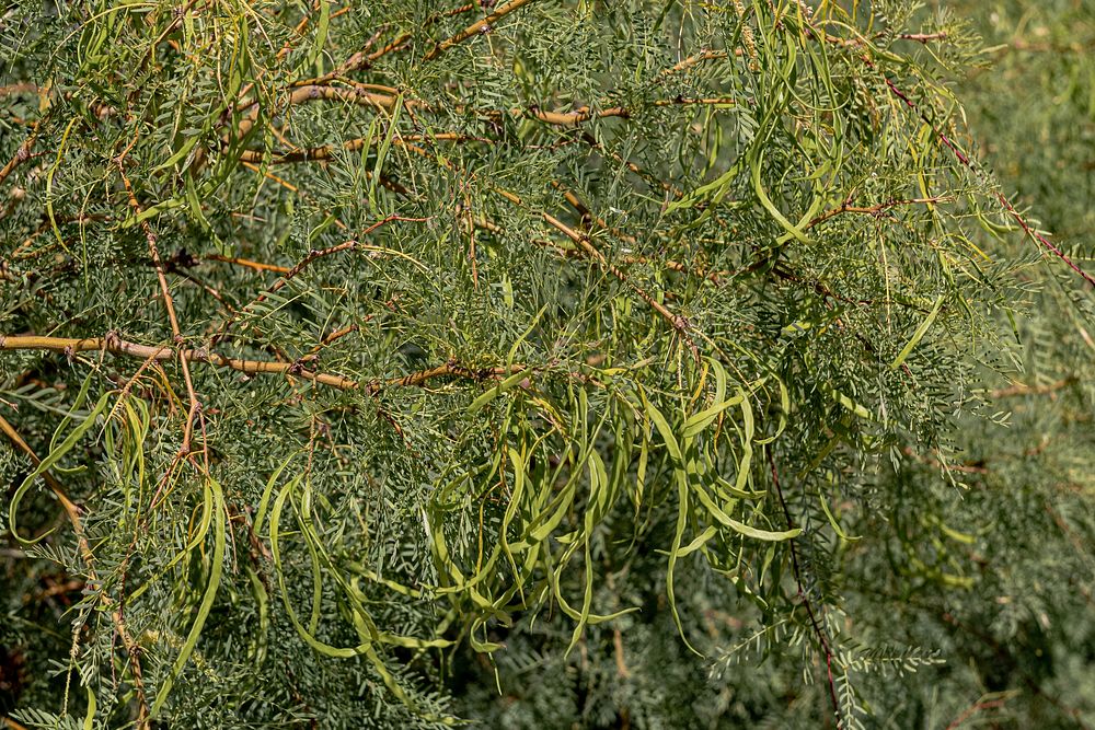 Mesquite (Prosopis glandulosa) in the Oasis of Mara
