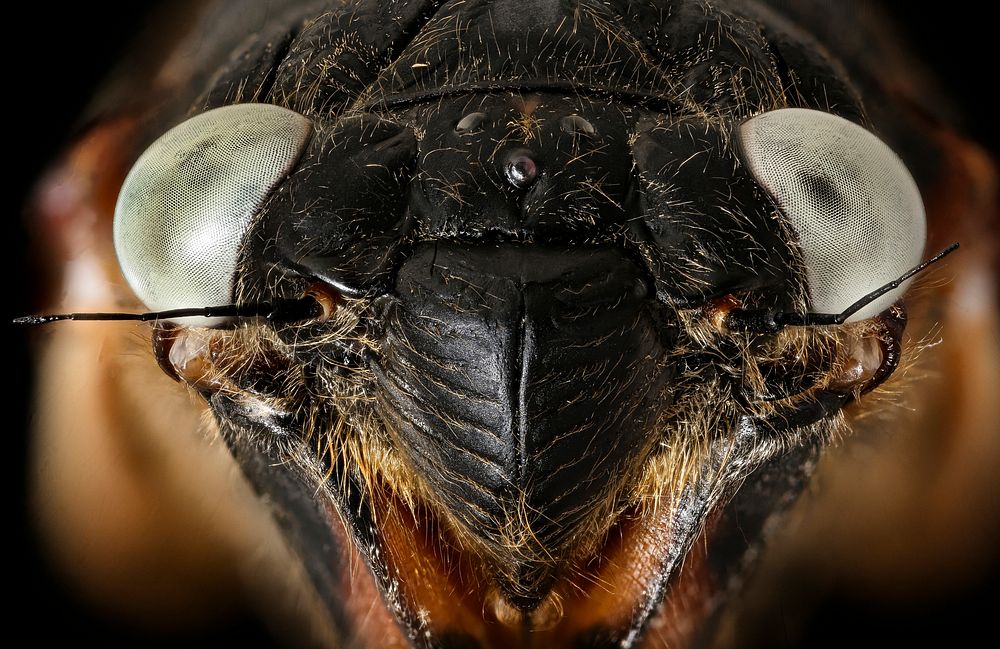 Blue eyed Cicada, face