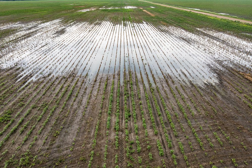 Aerial view of storm water on cotton fields that are already saturated with days of heavy rain, during the past week in…