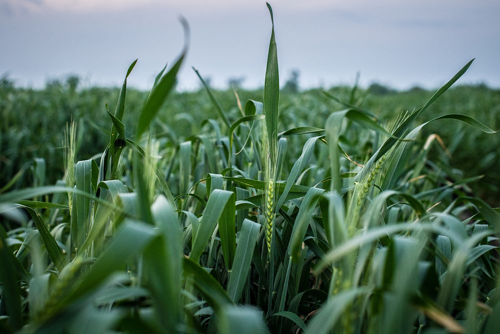 Wheat fields.