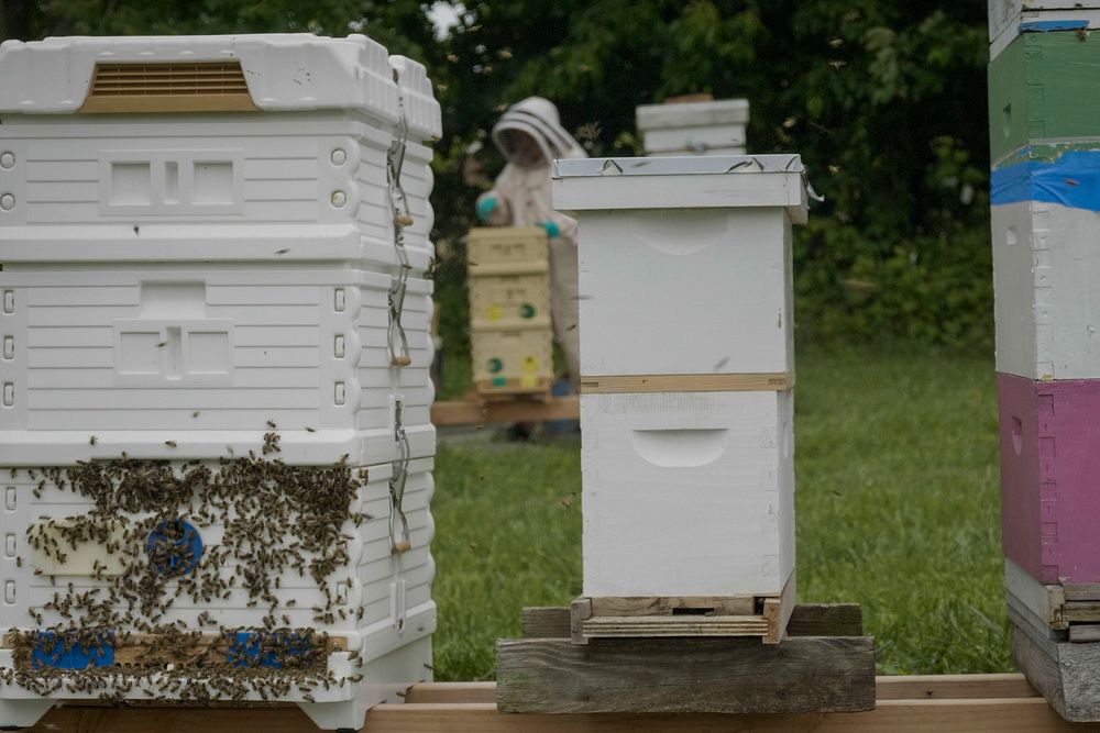 Katy Ehmann harvests honey from her bee hives in West River, Maryland, June 12, 2021.