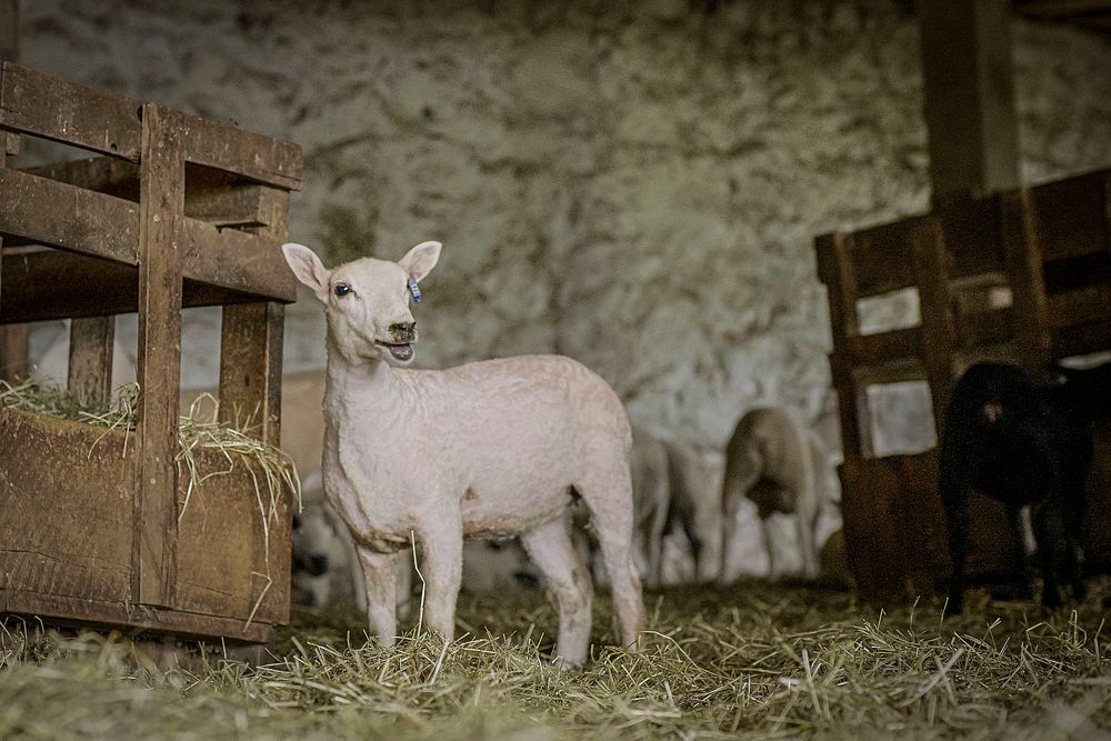 Emily Chamelin is a professional sheep shearer who breeds Cheviots and raise lambs with her daughter Lydia Chamelin, 15.