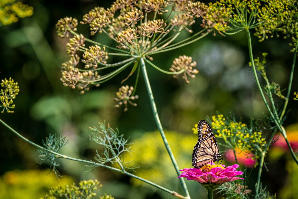 A Monarch butterfly visits the Zinnias on Goldpetal Farms in Chaptico, Md., July 17, 2021.