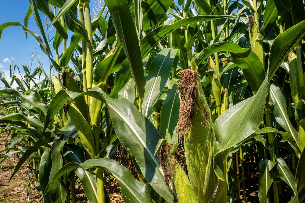 Corn grows on Goldpetal Farms in Chaptico, Md., July 17, 2021.