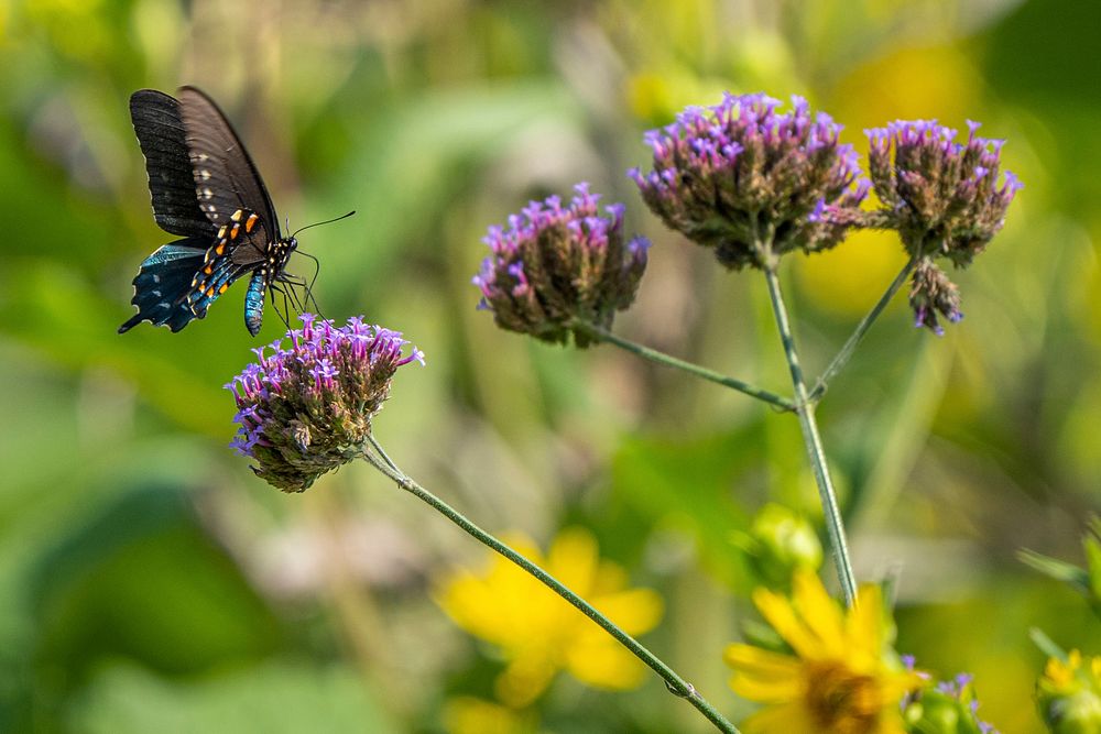 A Swallowtail butterfly makes its way around Goldpetal Farms in Chaptico, Md., July 17, 2021.