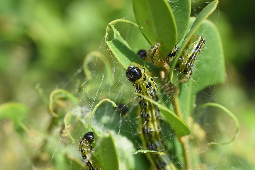 Box tree moth caterpillars on boxwood leaves.