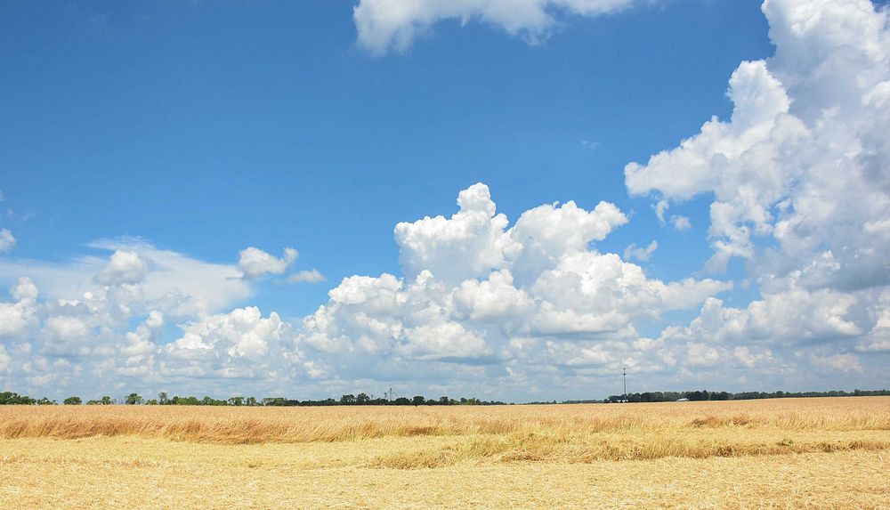 A field of wheat sits in Brownsburg, Indiana on Mike Starkey's farm on June 28, 2021.