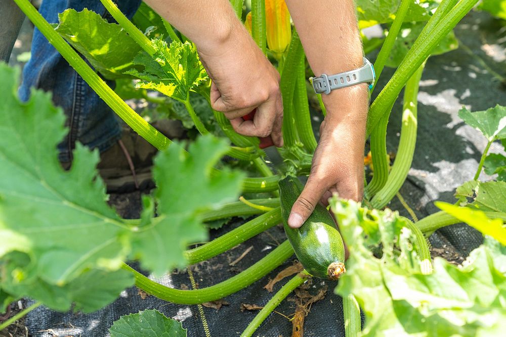 Faith Anema harvests zucchini at Perkins' Good Earth Farm July 2, 2021.