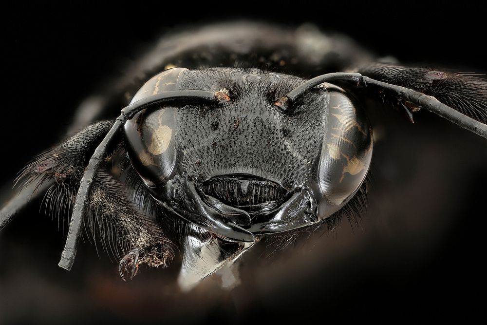 Xylocopa iridipennis, East Java, Indonesia, face