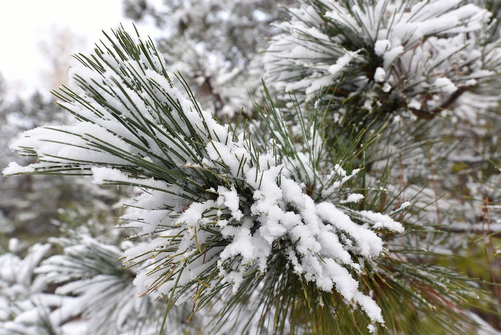 First snow in MinnesotaRed pine needles covered in snow. Photo by Courtney Celley/USFWS.