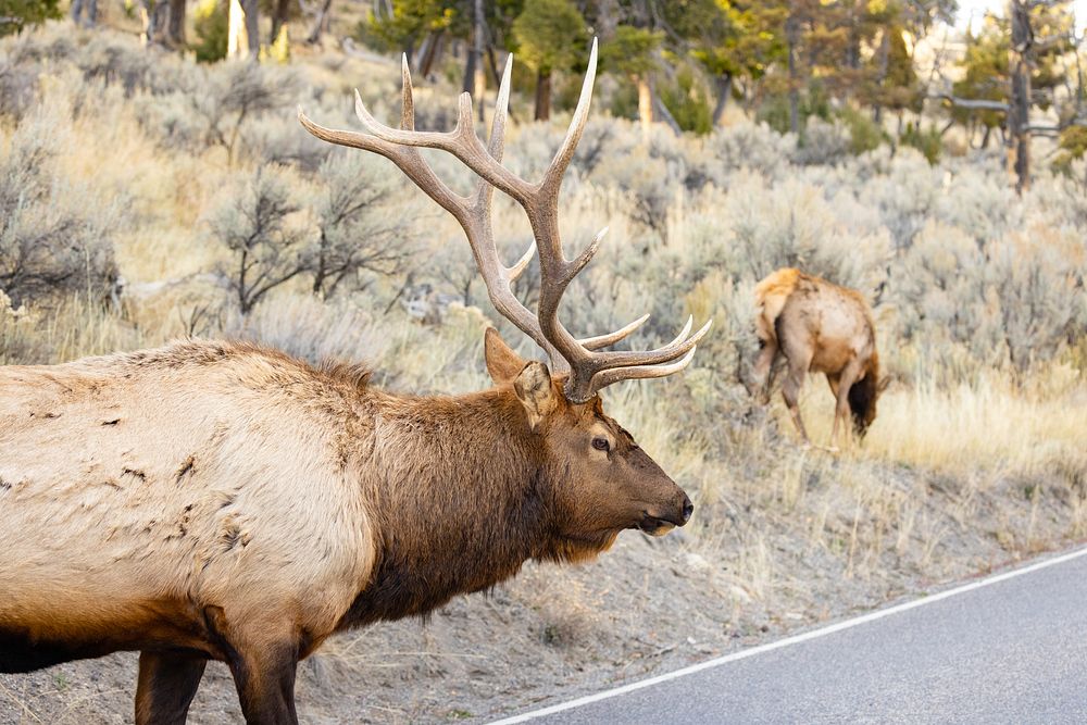 Bull elk crossing the road