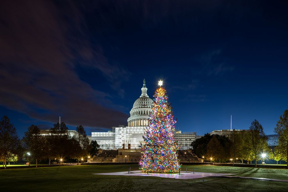 The U.S. Capitol Christmas Tree with Lights.