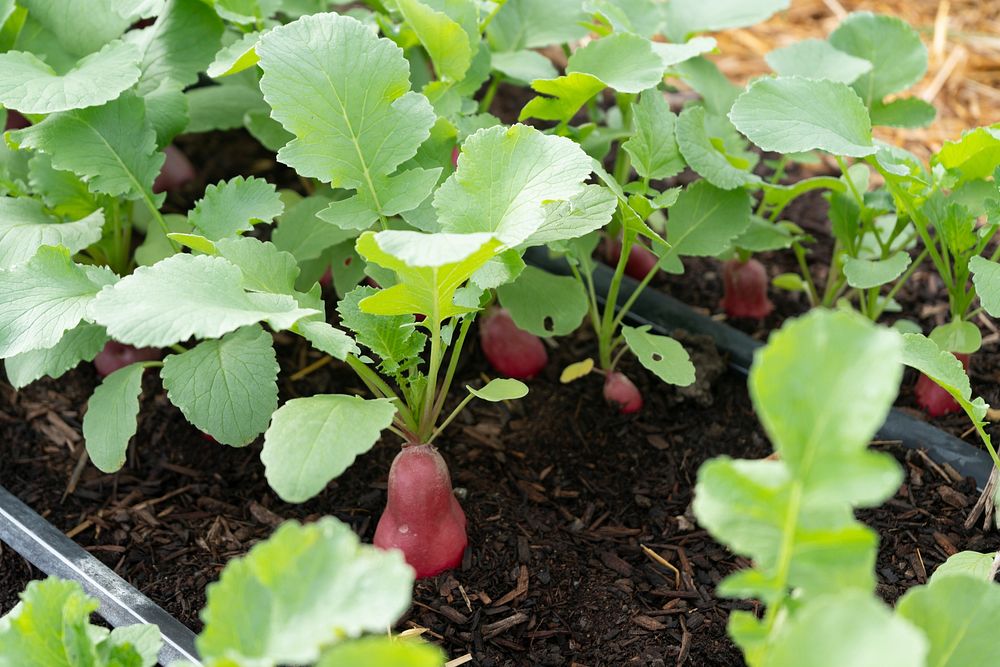 Organic vegetable patch, gardening.