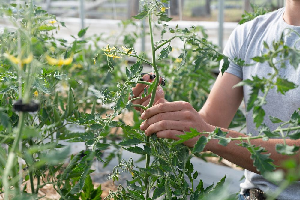 Tomato plant, farmer's hands.