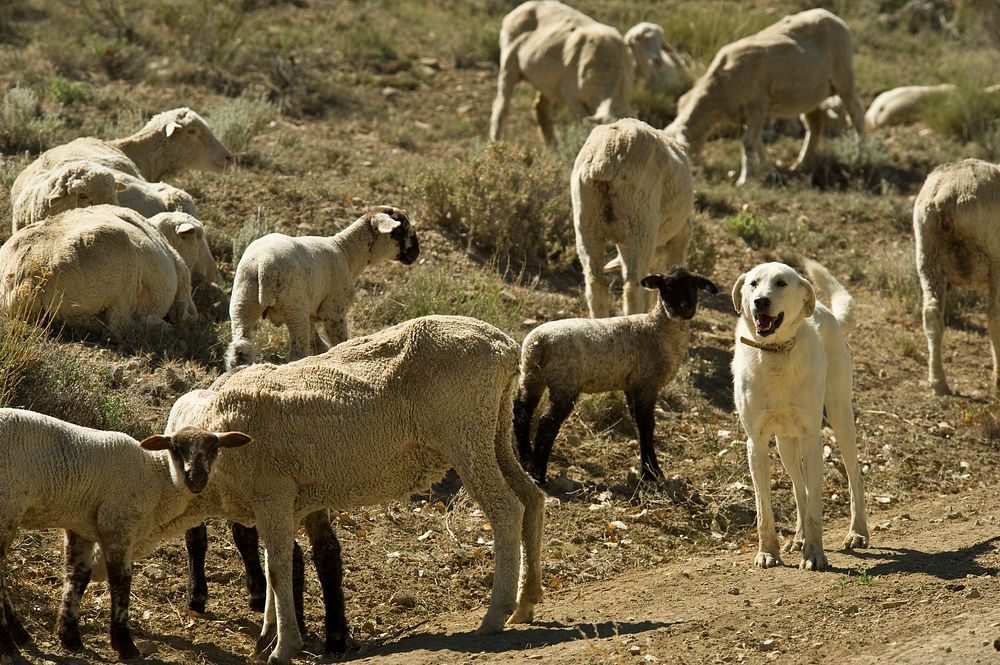 Livestock protection dogs (LPD) are used to deter predators from livestock in many countries worldwide. Approximately 32% of…