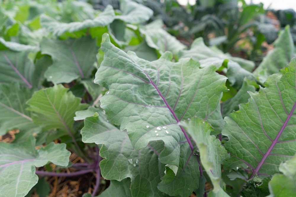 Organic farming, vegetable patch.