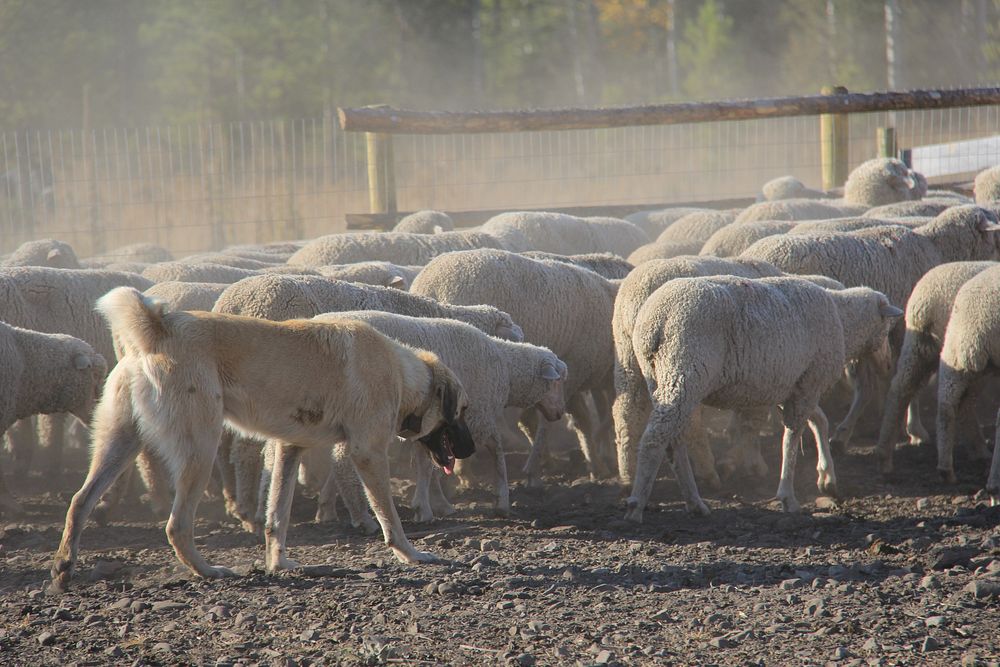 Livestock protection dogs (LPD) and other guarding animals are used to protect flocks and herds from predators.
