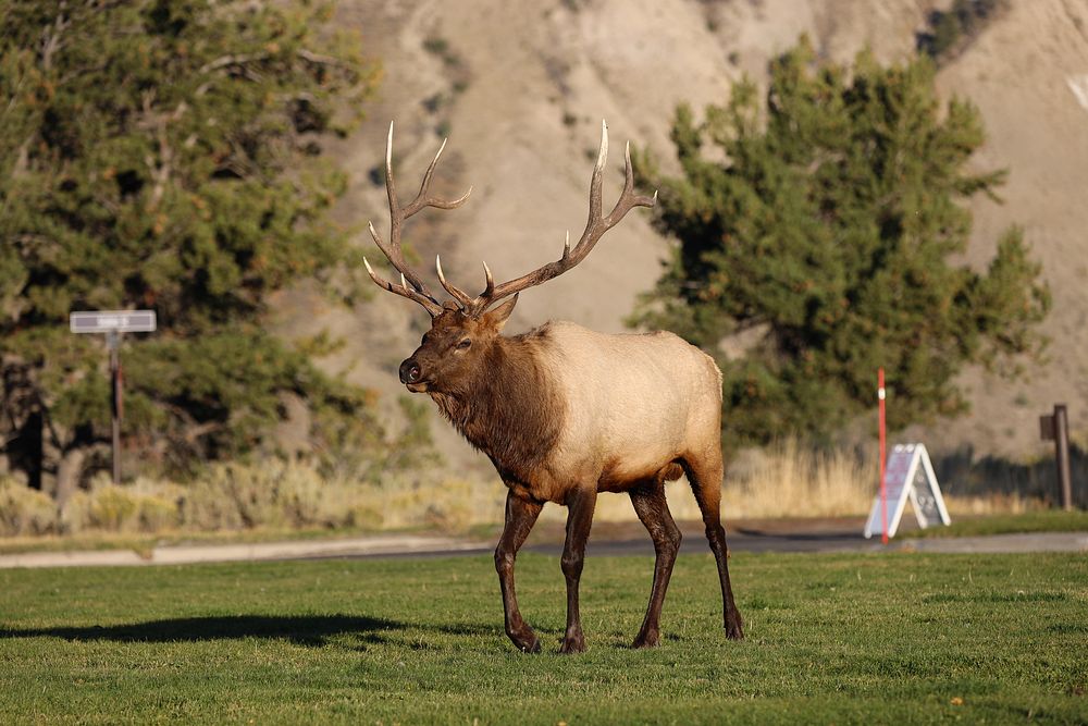 Bull elk in Mammoth Hot SpringsNPS / Addy Falgoust