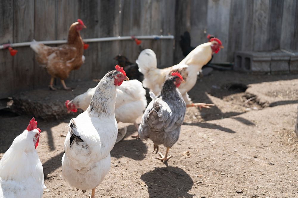 Chickens in farm.