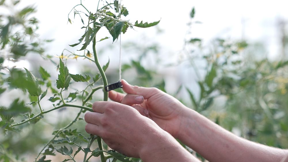 Tomato plant, farmer hand.