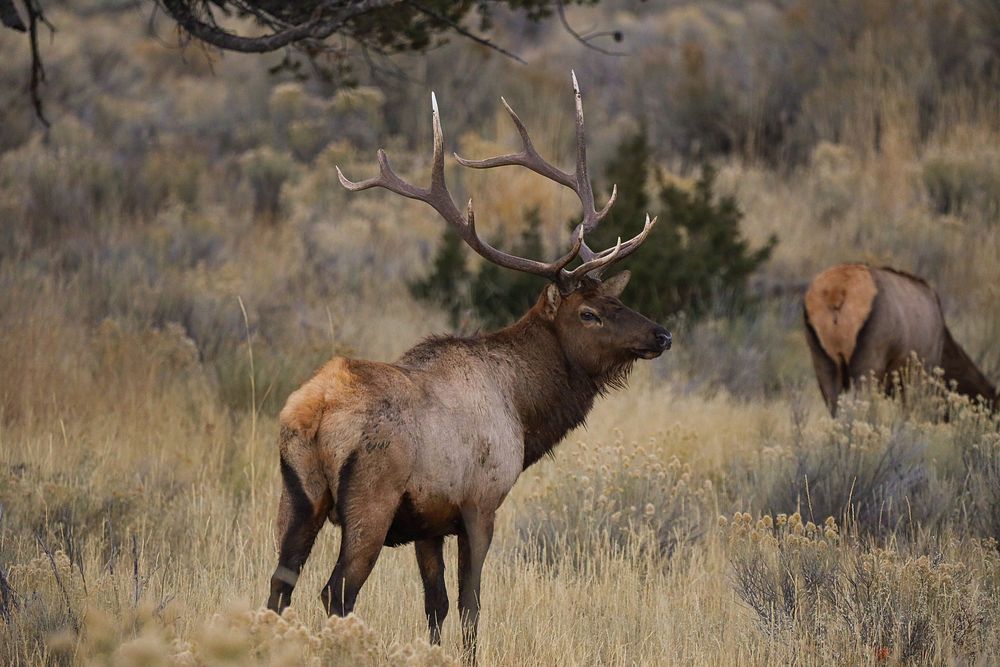 Bull elk during rut (3)NPS / Addy Falgoust