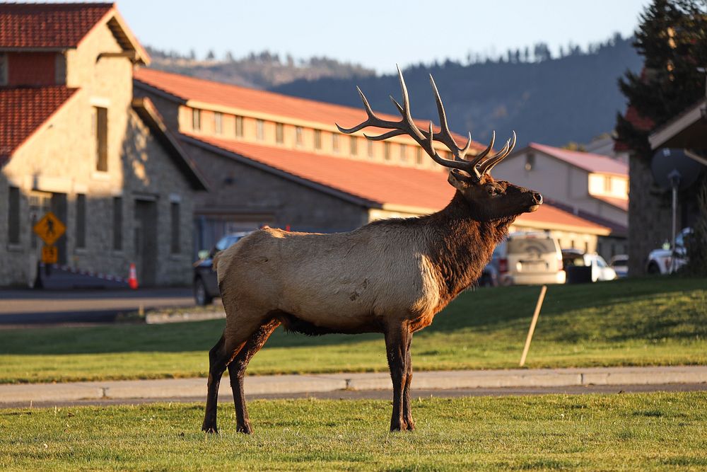 Bull elk in Mammoth Hot Springs NPS / Addy Falgoust