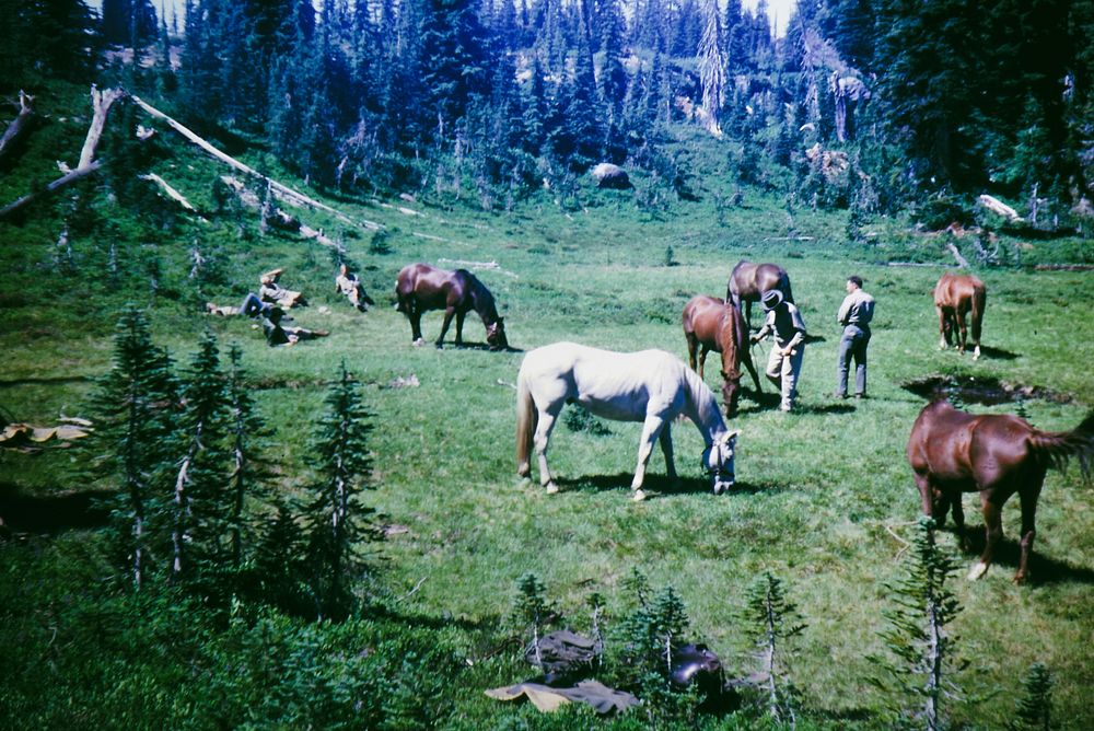 Horse grazing, film photography.