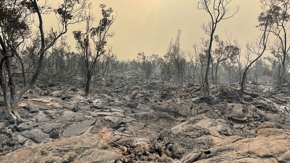 Post-wildfire burned over lava flow at the Leilani-Pohakuloa Training Area in Hawaii. 