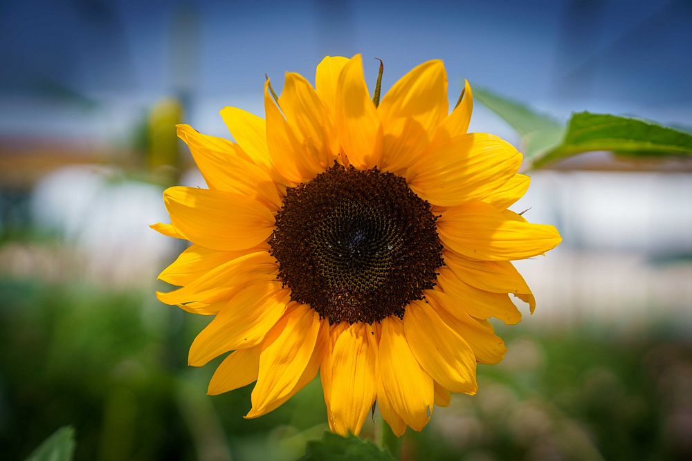 Yellow sunflower.