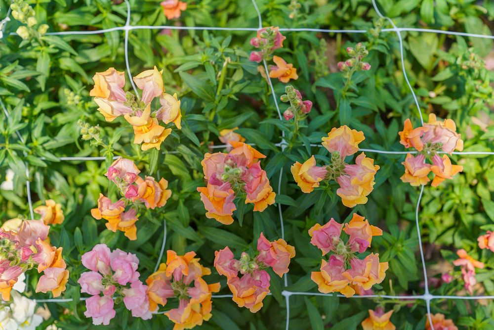 flowers-grow-in-a-high-free-photo-rawpixel