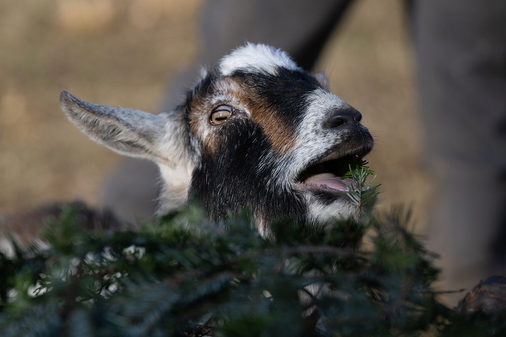 A rescued goat eats donated Christmas tree in Mount Airy, Maryland, on Jan. 7, 2022. Missy and David Saul, owners of Farm…