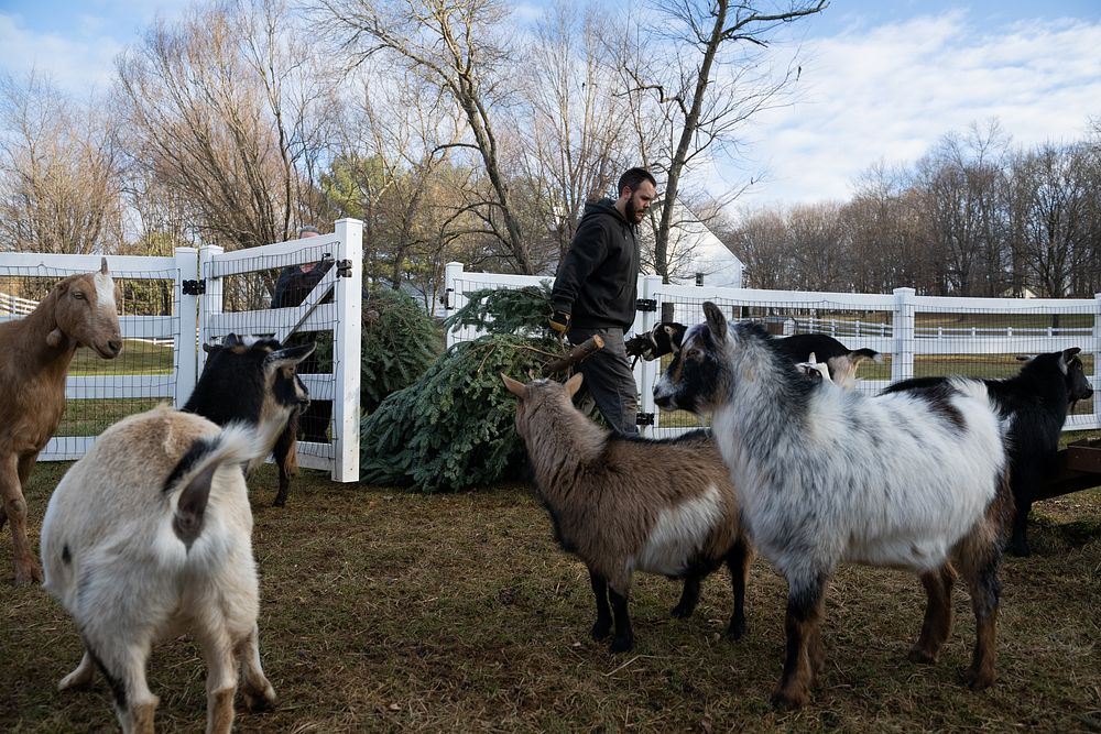 Missy and David Saul, owner of Farm Sweet Farm, pull donated Christmas to feed their rescued goats in Mount Airy, Maryland…