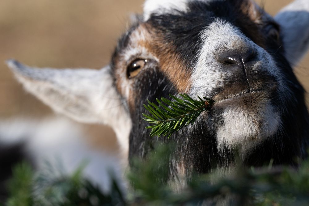 A rescued goat eats donated Christmas tree.