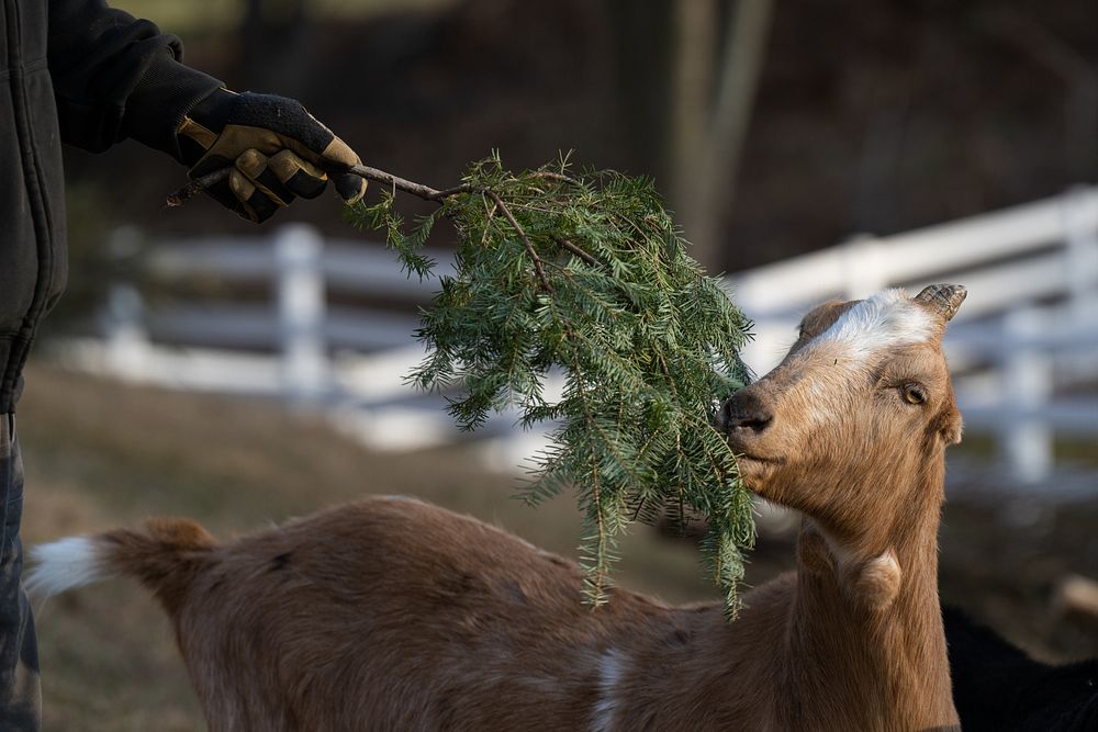 David Saul, owner of Farm Sweet Farm, recycle Christmas trees by feeding them to his goats in Mount Airy, Maryland, on Jan.…