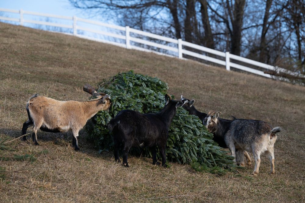 Rescued goats eat donated Christmas tree in Mount Airy, Maryland, on Jan. 7, 2022. Missy and David Saul, owners of Farm…